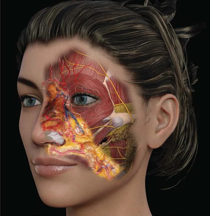 Fig 8. Hemiface dissected by planes with the facial-angular axis
